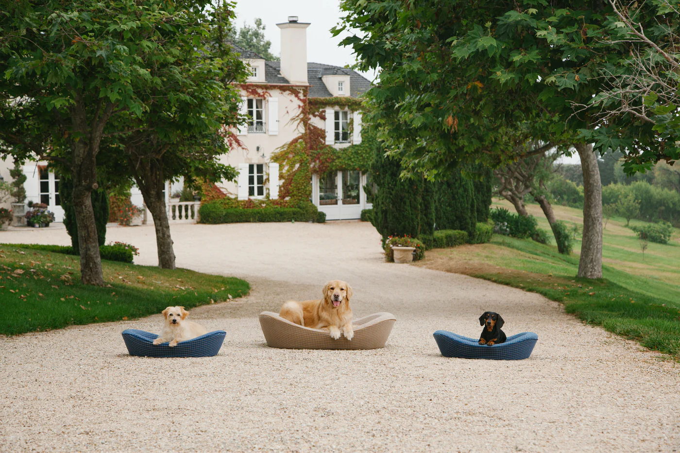 Timeless Dog Bed